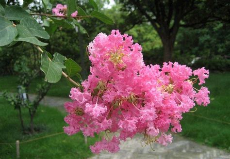 紫微植物|紫薇（千屈菜科、紫薇属植物）